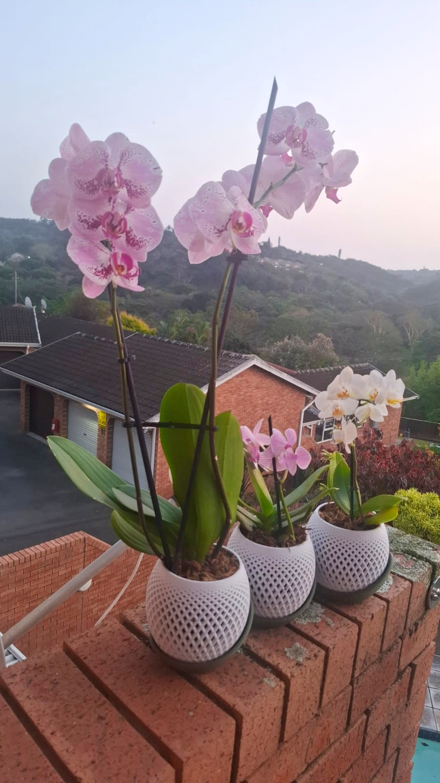 Two Tone Custom Planter